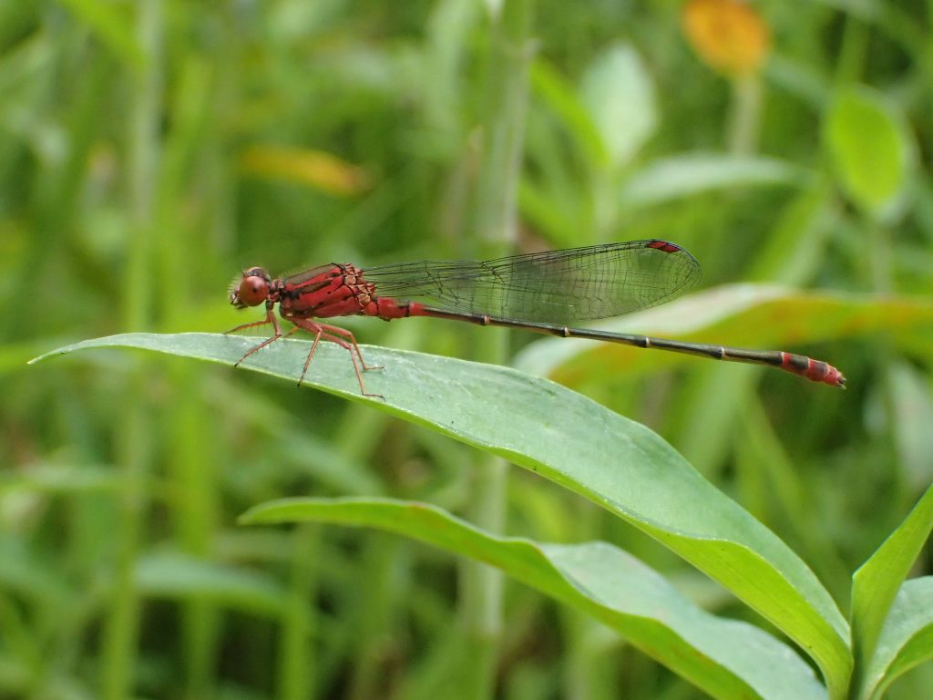 An image of a native damselfly