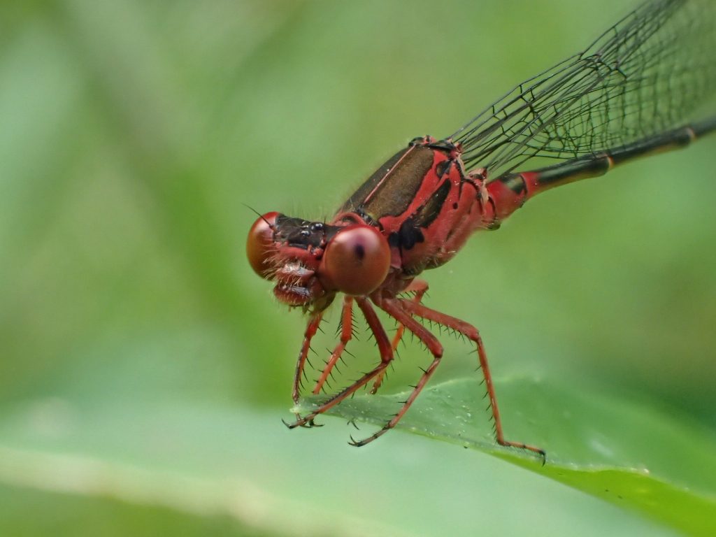 An image of a native damselfly