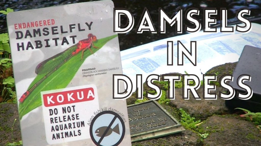 An image linking to a video called Damsels in Distress about native damselflies