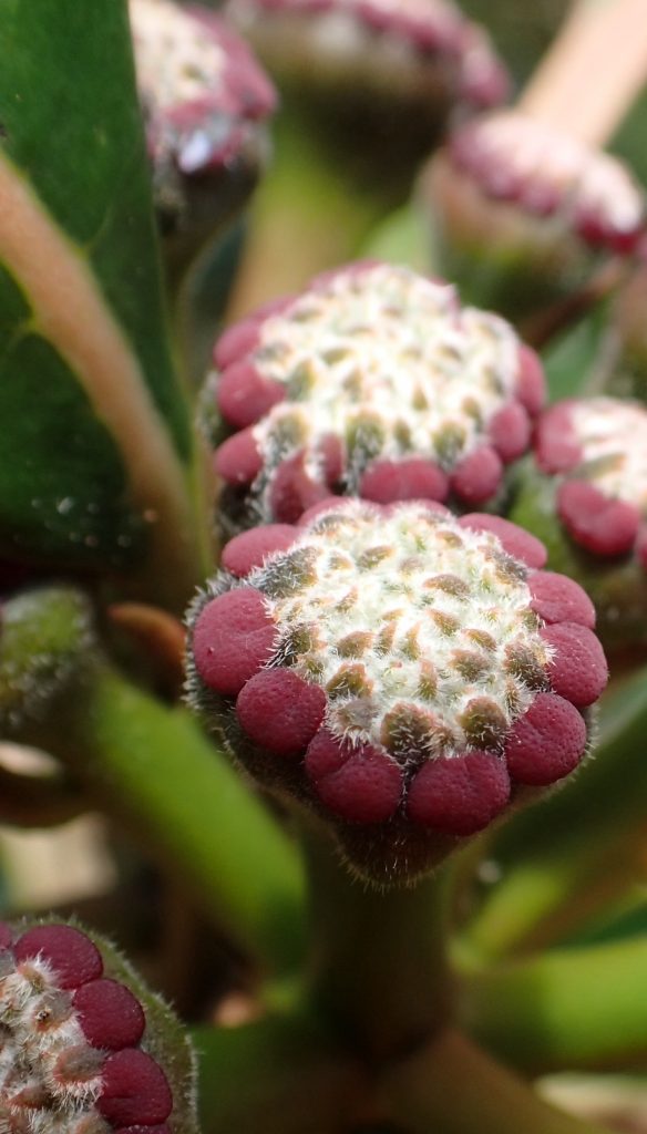 An image of an ʻakoko flower