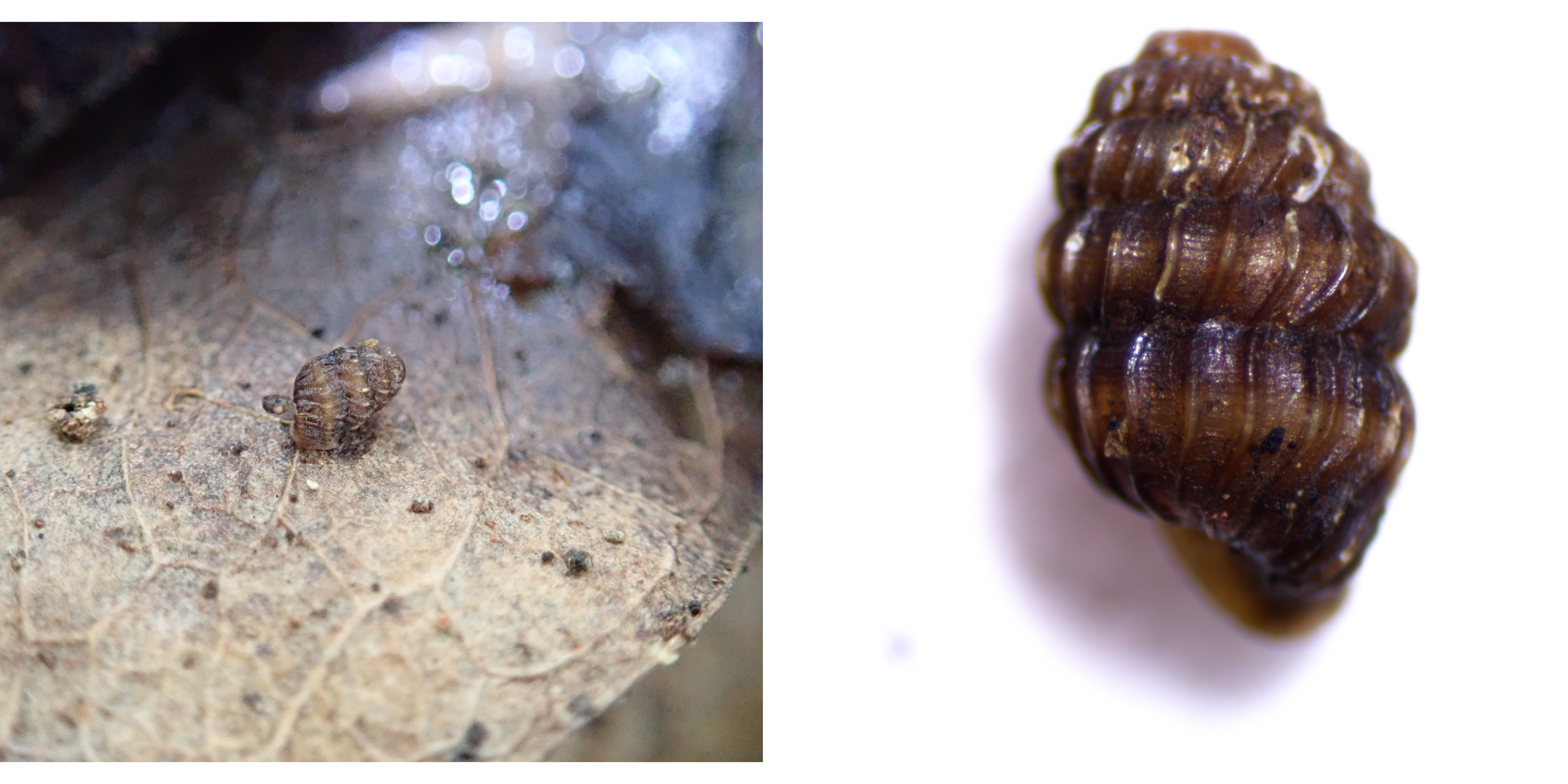Photos of a Hawaiian terrestrial snail species of Lyropupa part of the Pupillidae family.