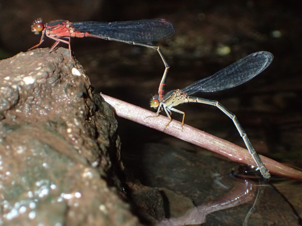 An image of a native damselfly