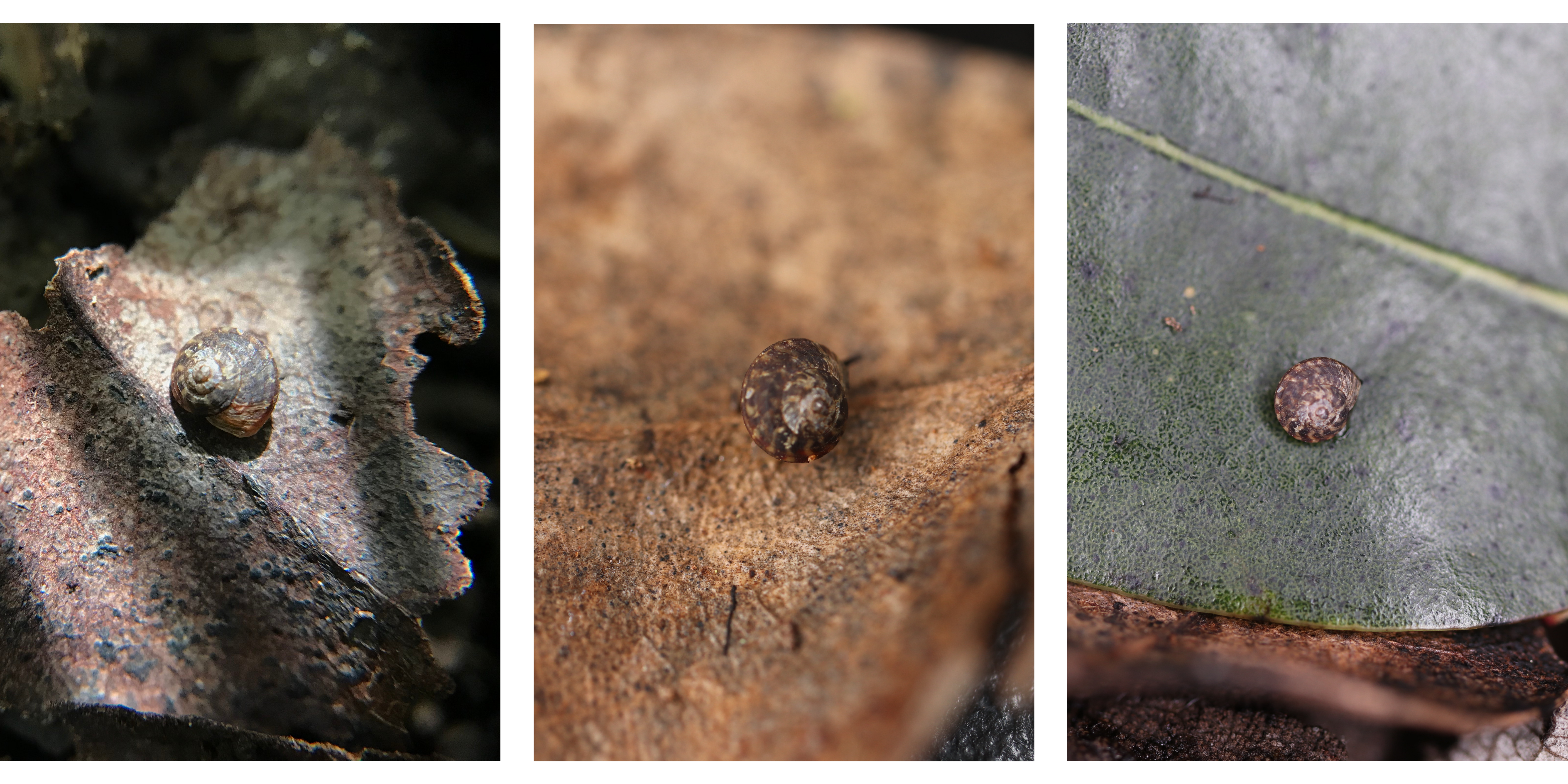 A collage of photos of Pleuropoma, a Hawaiian terrestrial snail species part of the Helicinidae family.