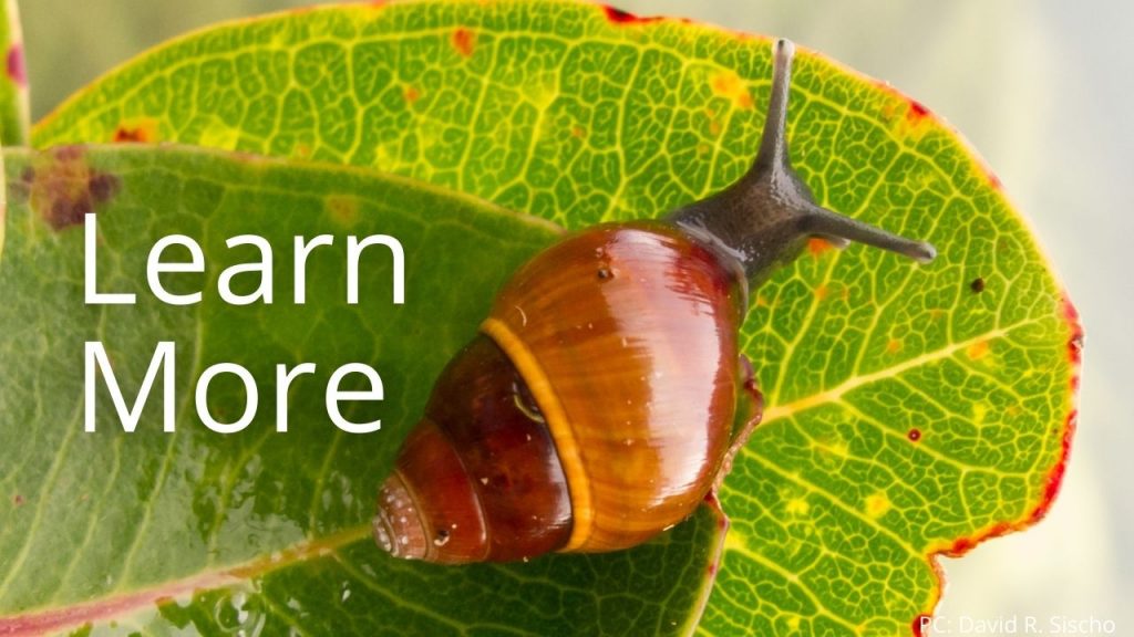 An image of an Achatinella lila linking to the "Learn More" page.