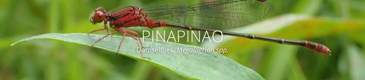 An image of a pinapinao