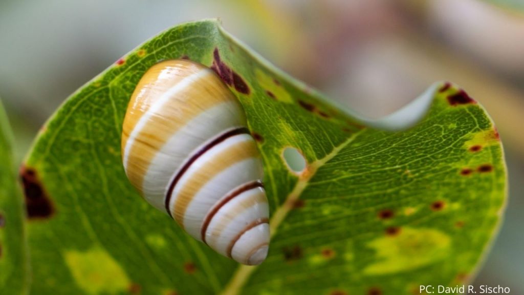 An image of a tree snail