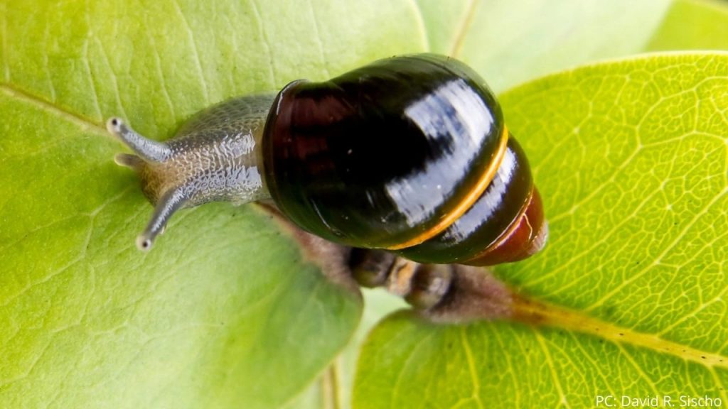 An image of a native tree snail