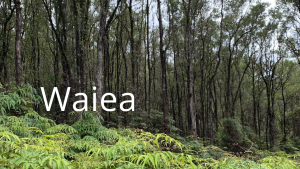 Waiea Natural Area Reserve
