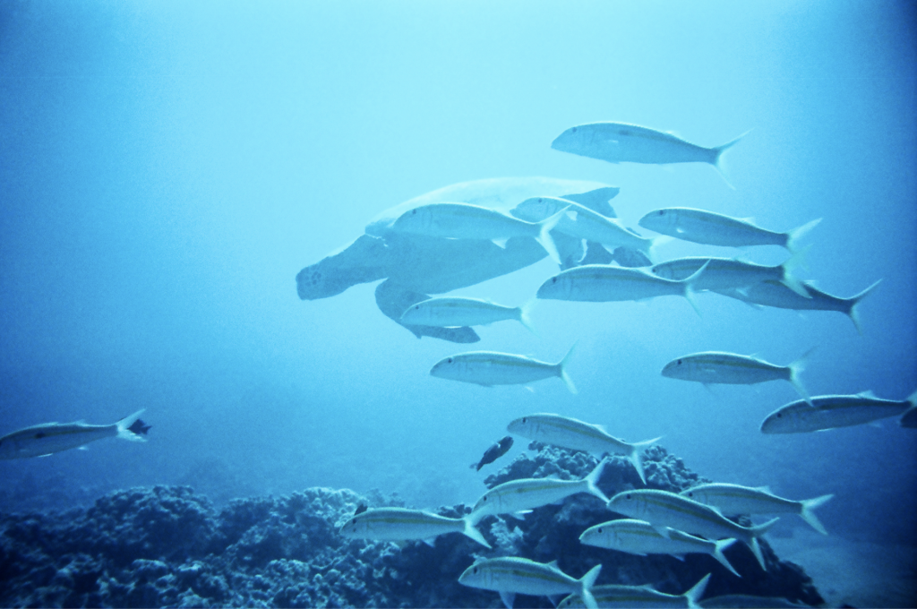 image of sea turtle and fish