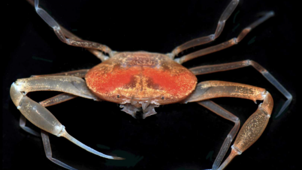 image of crab