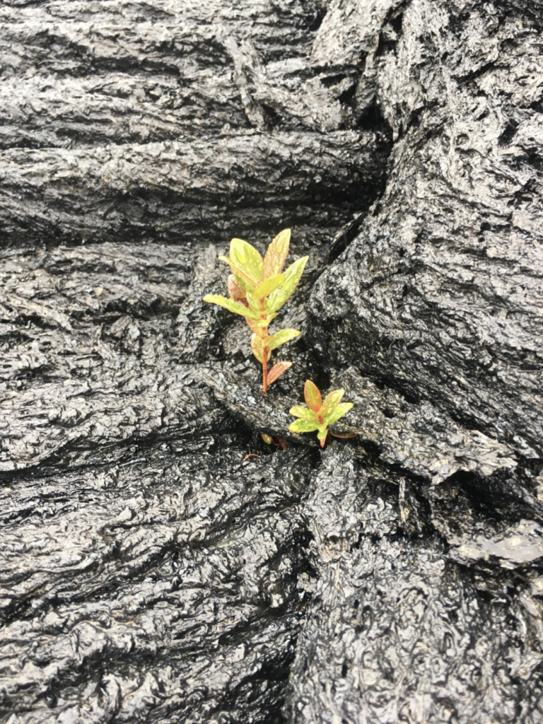 image of plant growing from lava