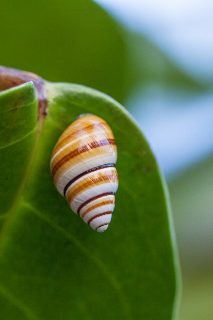 Kāhuli, Hawaiian tree snail, Achatinella decipiens