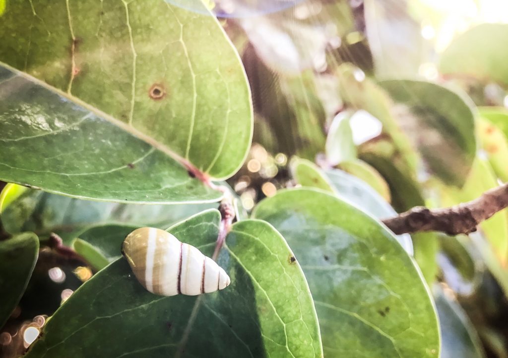 Kāhuli, Hawaiian tree snail, Achatinella decipiens