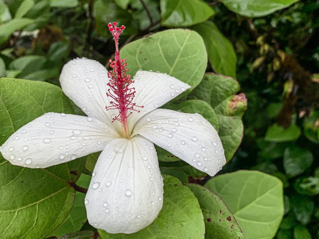 Koki'o ke'oke'o, white hibiscus