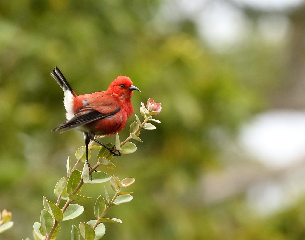 ʻApapane bird on branch