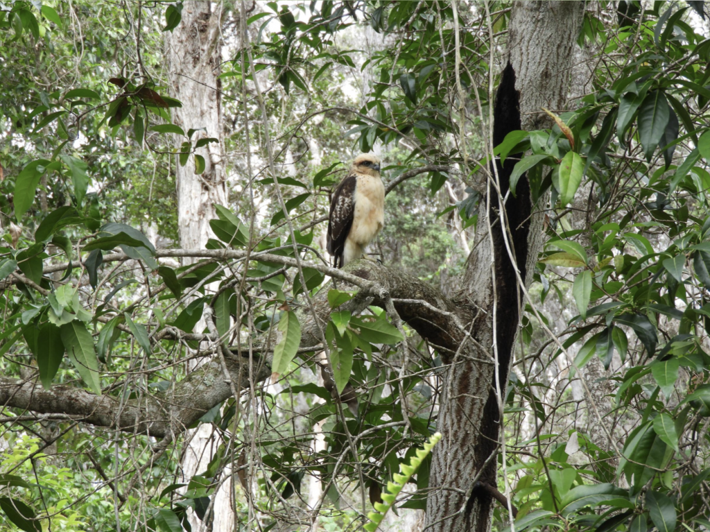 image of bird in tree