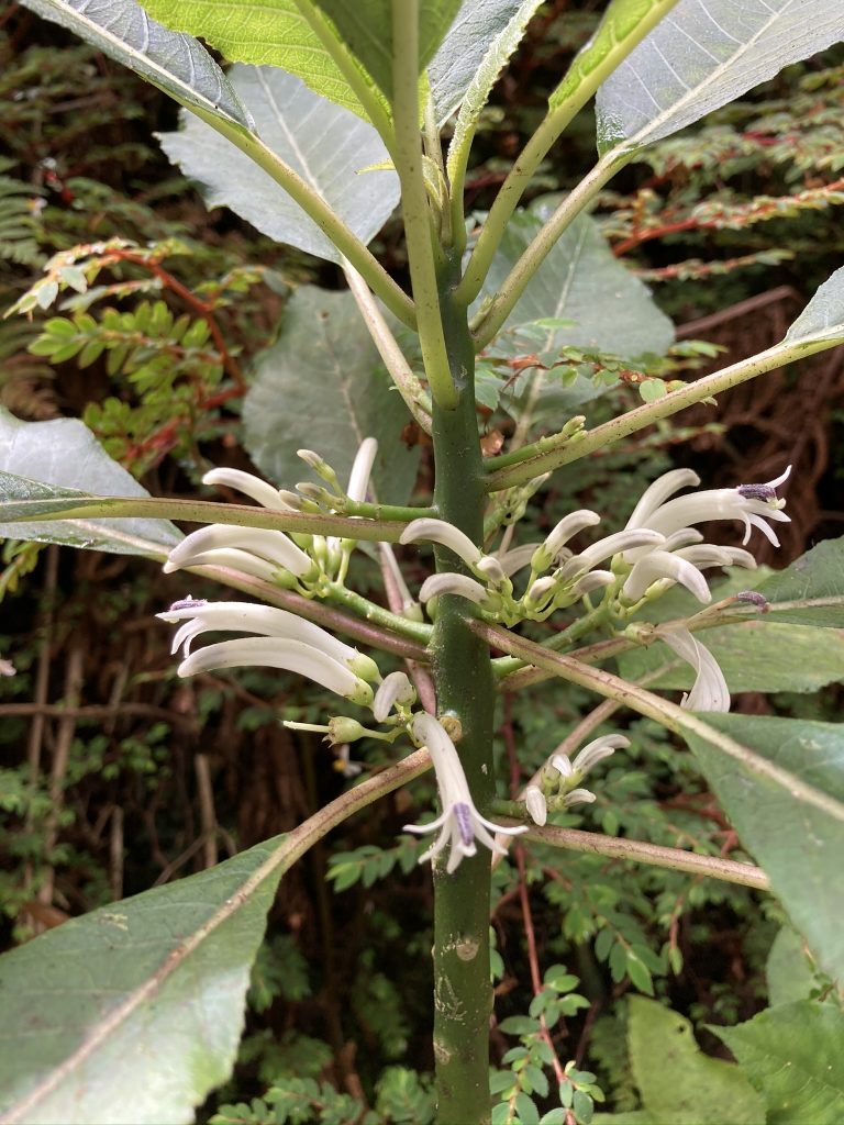 image of plant