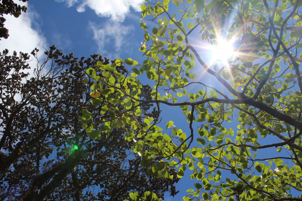 ʻōhiʻa, lapa lapa