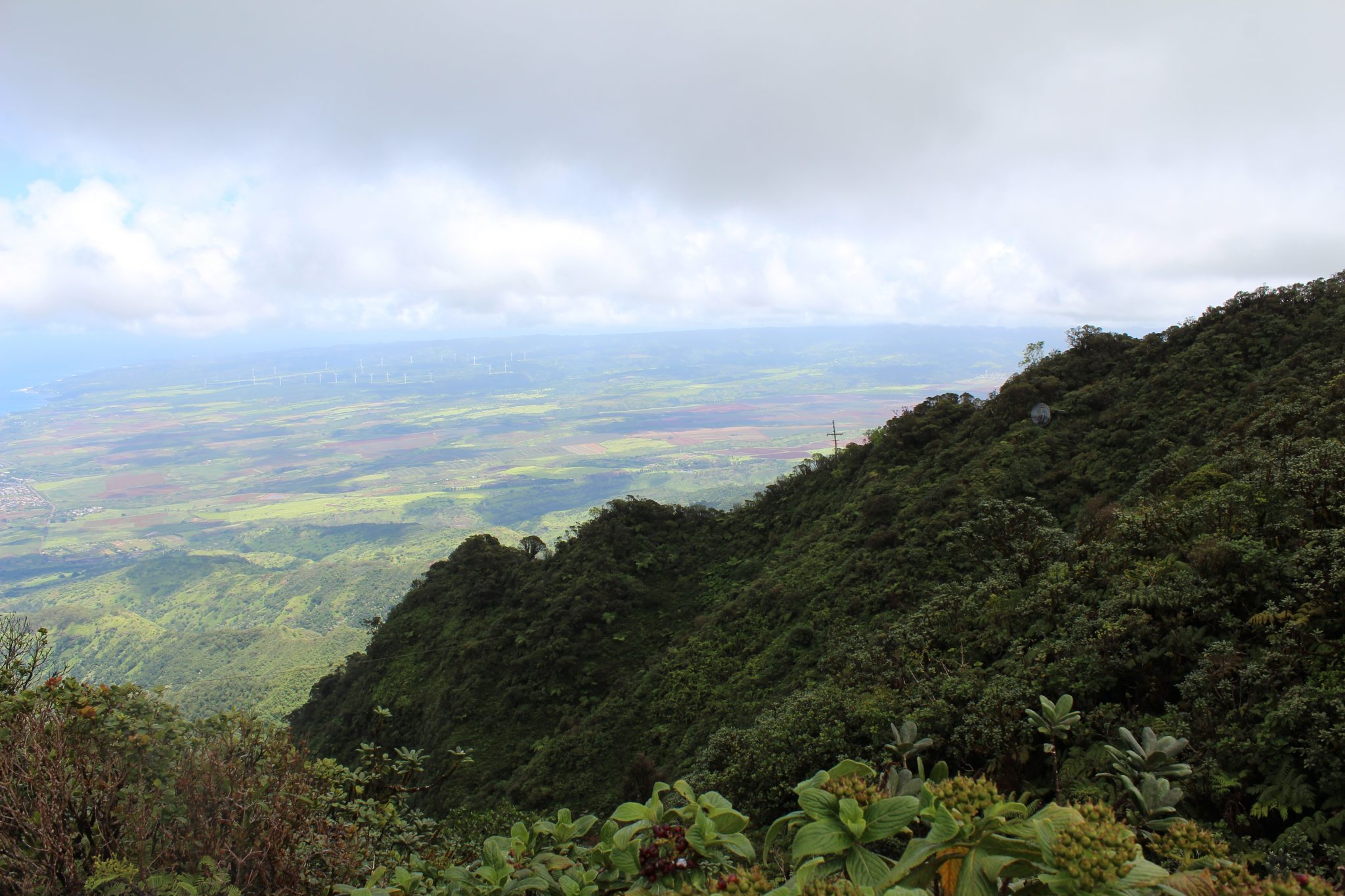 Division of Forestry and Wildlife: Native Ecosystems Protection ...