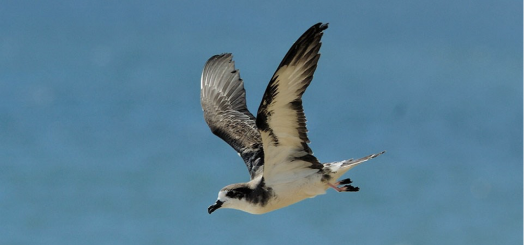 image of flying bird