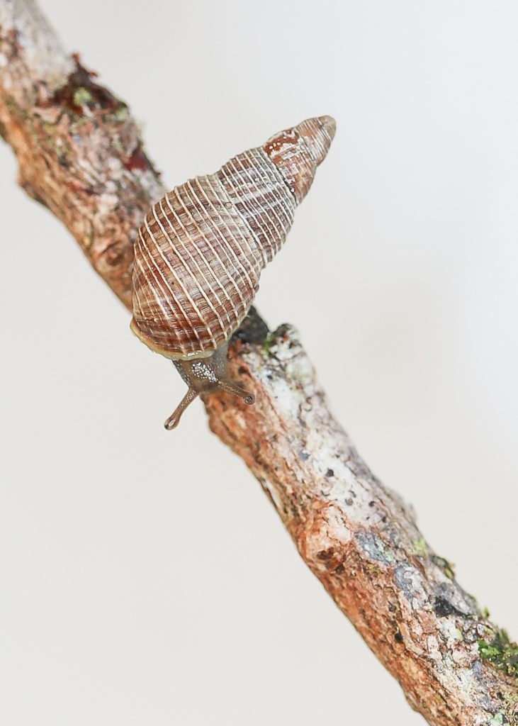 Kahuli, Hawaiian tree snail, Newcombia canaliculata