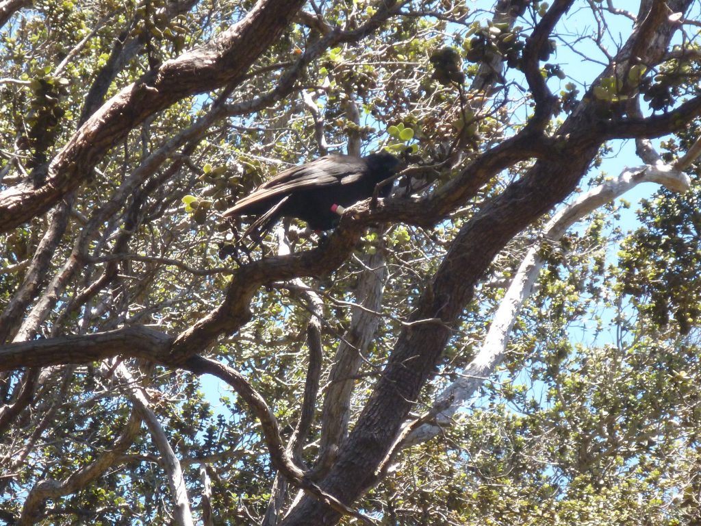 image of bird in a tree