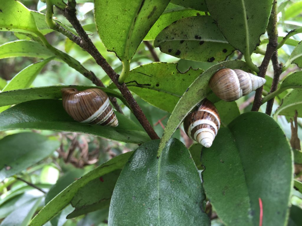 Kahuli, Hawaiian tree snail, Achatinella mustelina