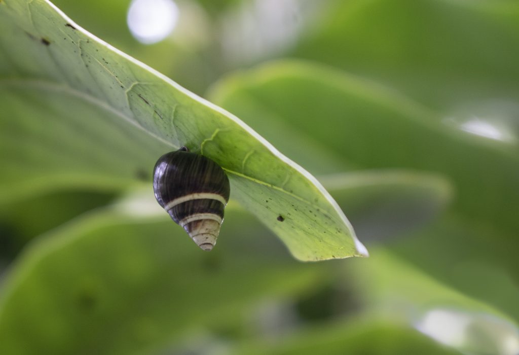 Achatinella