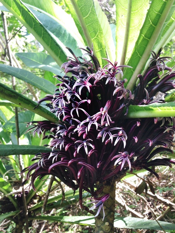 cyanea longiflora