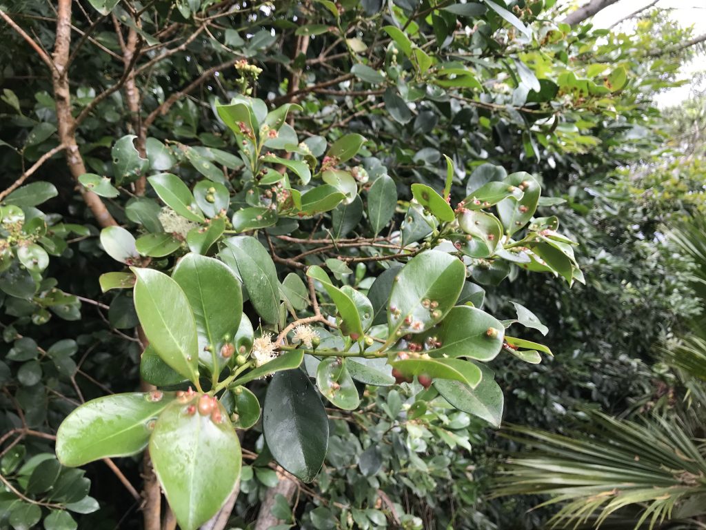 Strawberry Guava with Tectococcus Biocontrol Pahole