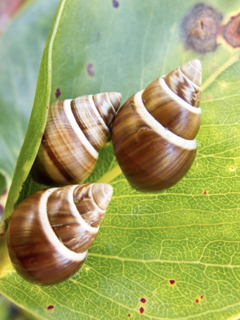 image of snails on a leaf