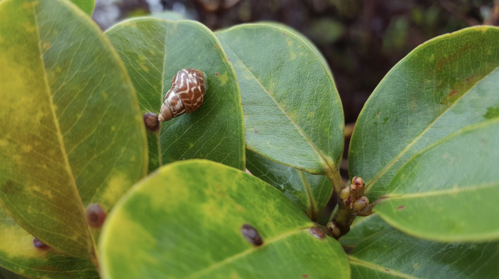 image of snail on leaf