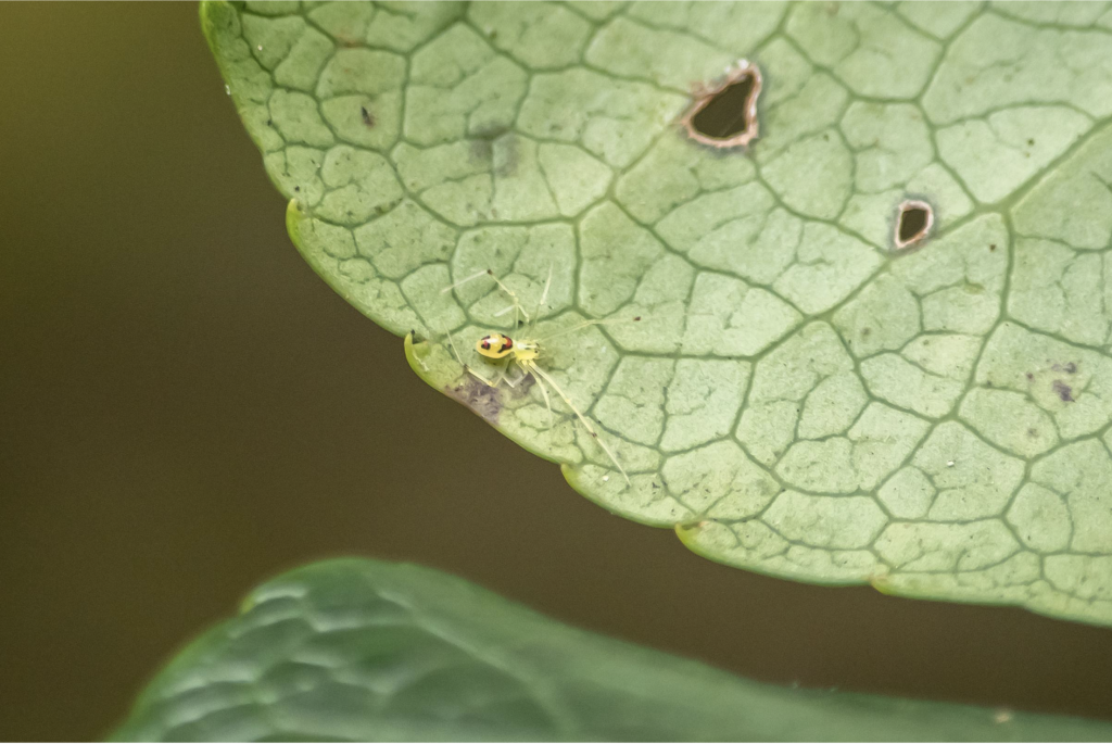 small spider on a leaf