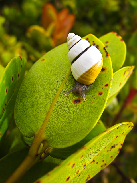 Kahuli, Hawaiian tree snail, Partulina mighelsiana