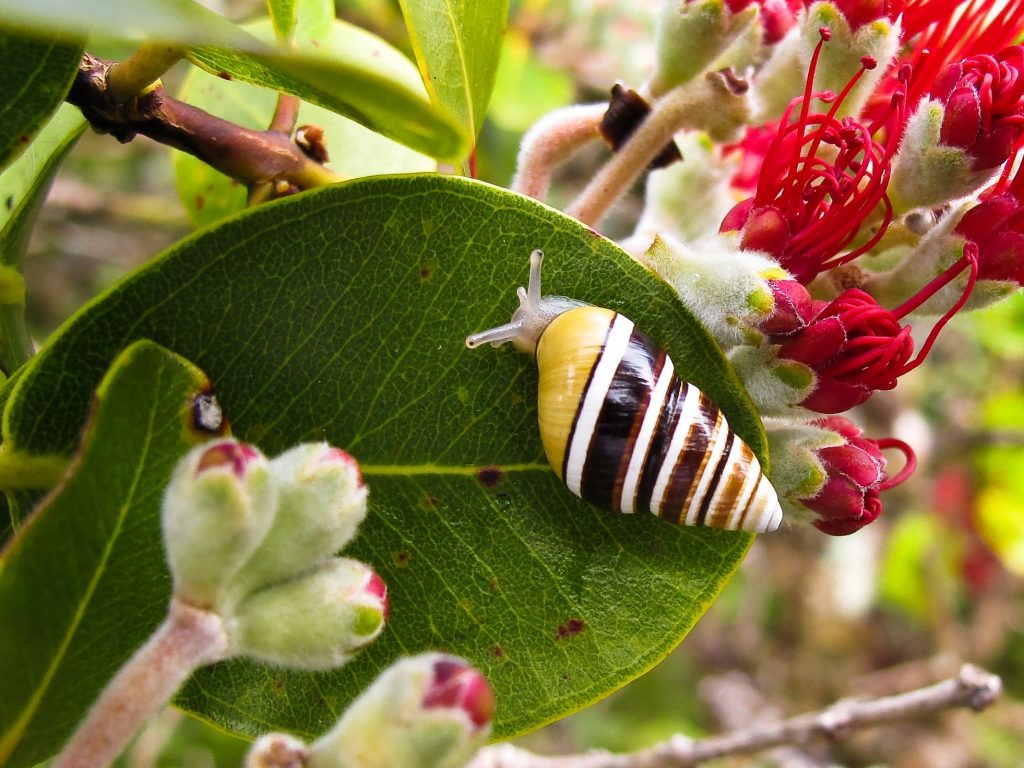 Kāhuli, Hawaiian tree snail, Partulina mighelsiana