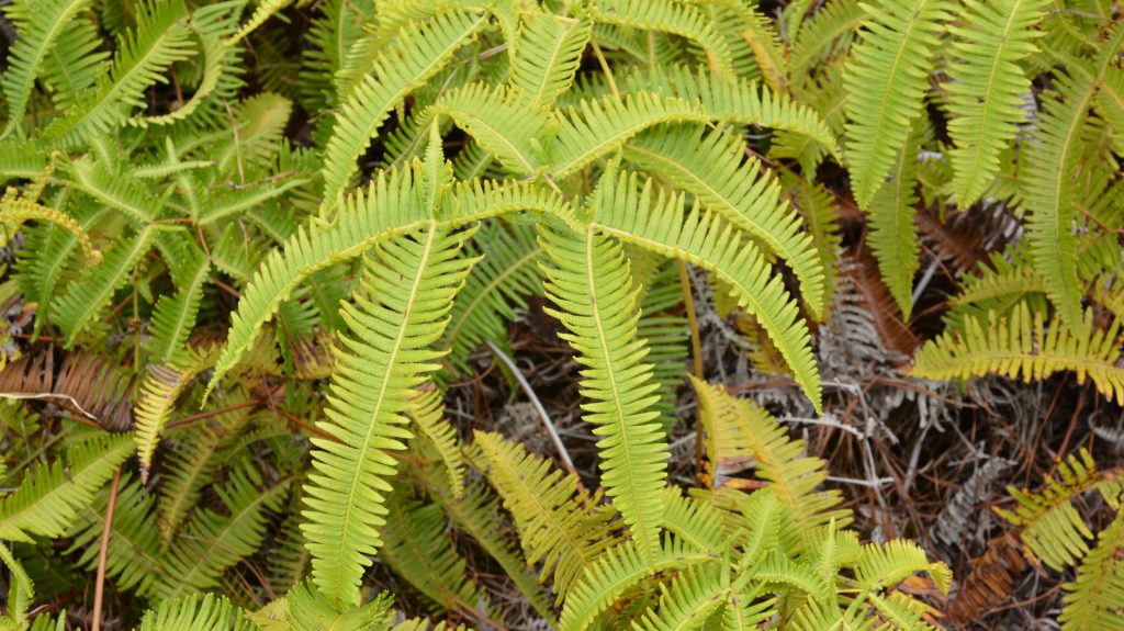 image of fern