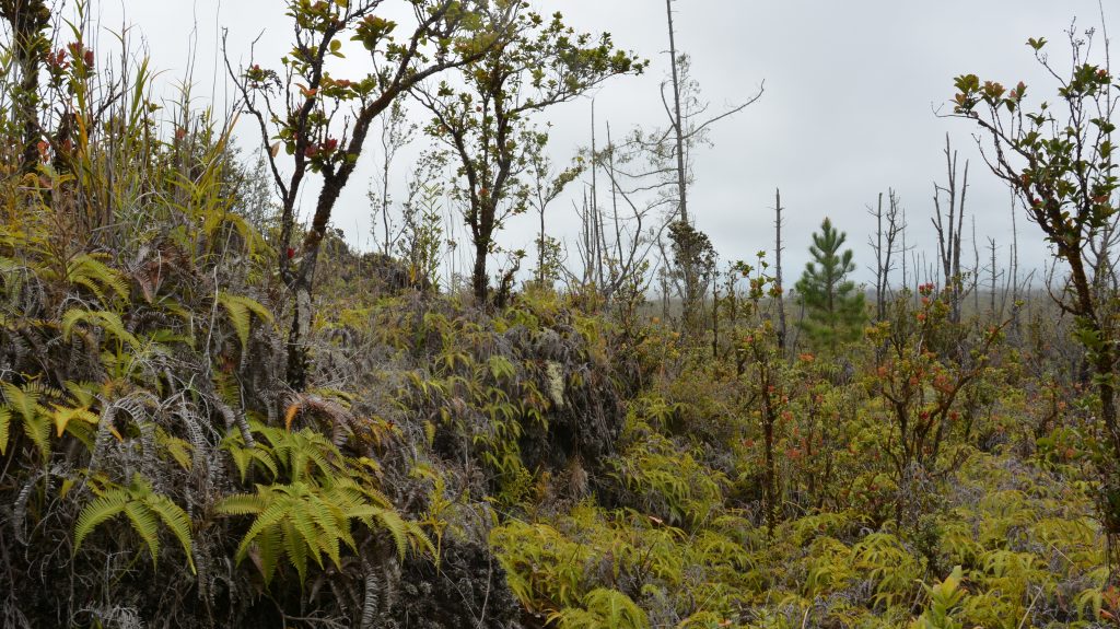 Image of Waikea landscape