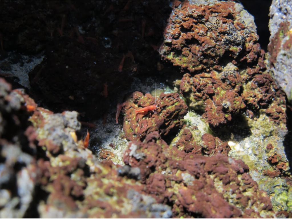 image of shrimp on rocks
