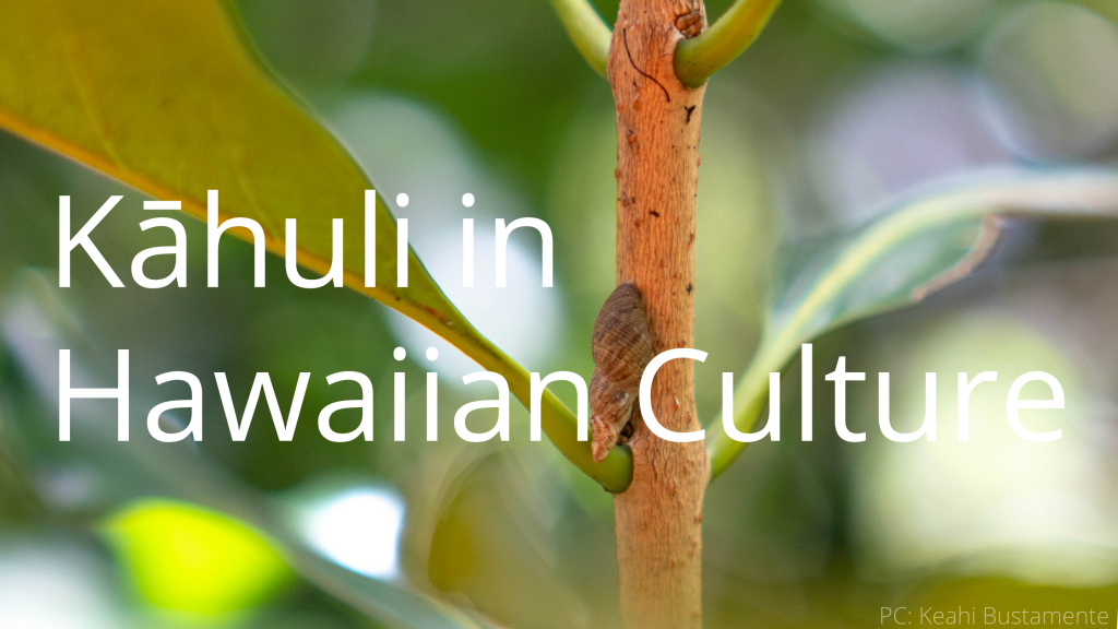 An image of a Newcombia cumingi linking to the "Kāhuli in Hawaiian Culture" page.