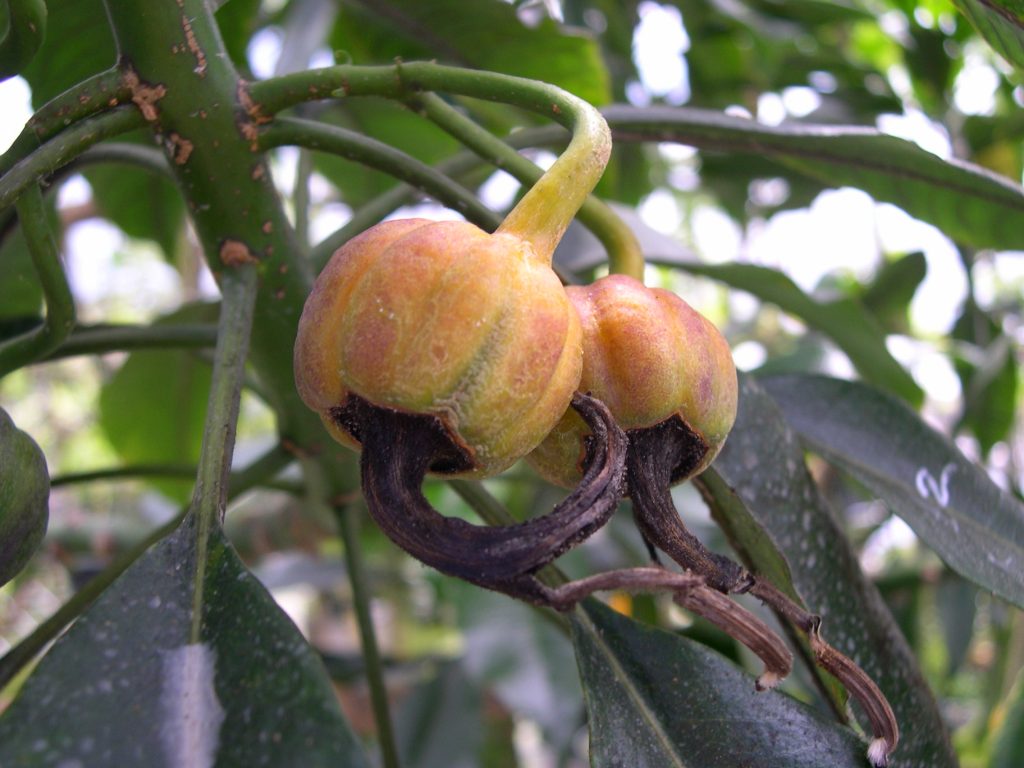 image of Clermontia peleana fruit
