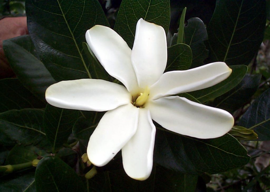 image of nanu bloom
