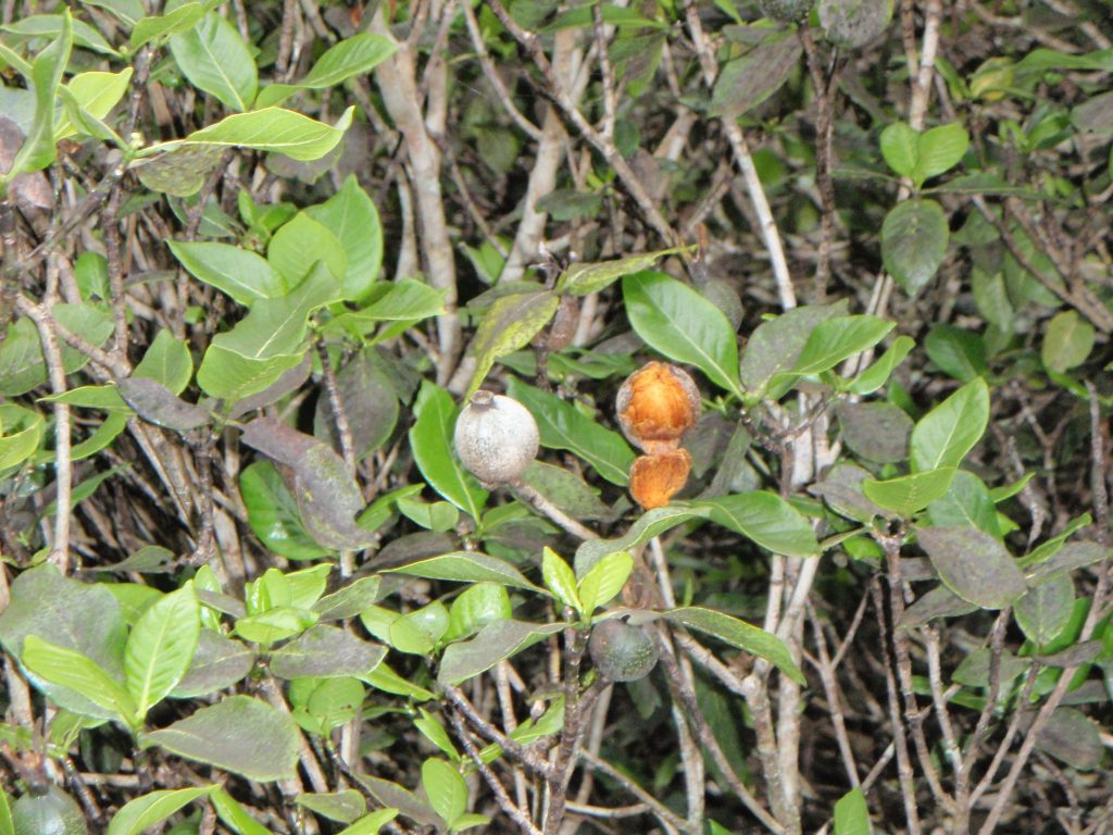 image of nanu fruit