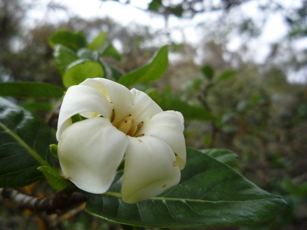 image of nanu flower
