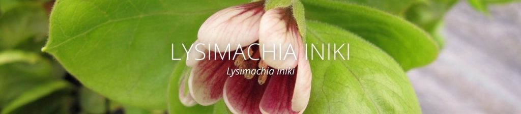 image of Lysimachia iniki header
