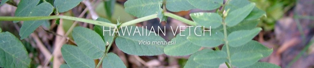 image of hawaiian vetch header