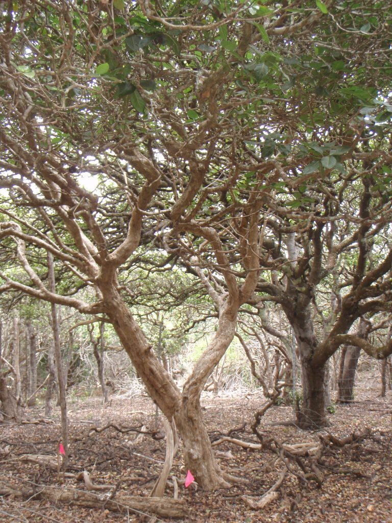 image of nanu tree