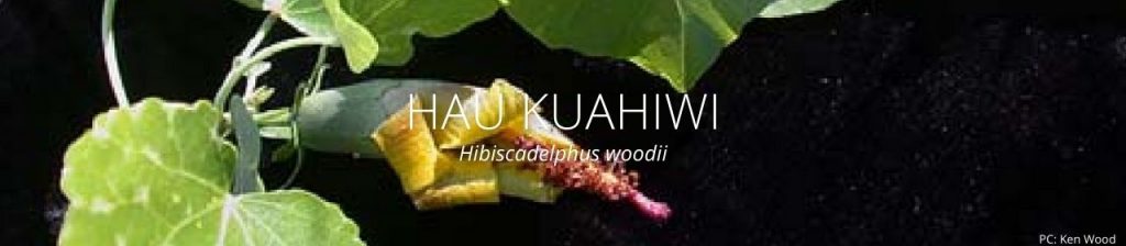 image of hau kuahiwi header