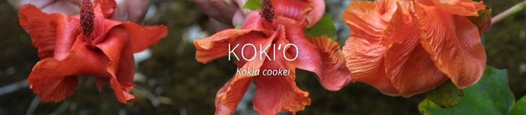 image of kokio header