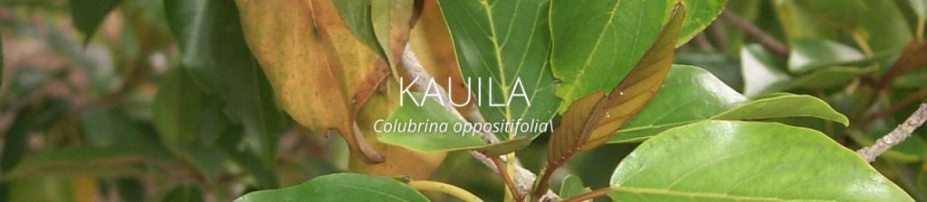 cover image of kauila