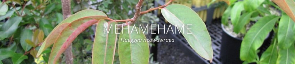 cover image of Mehamehame